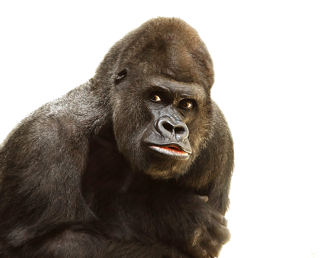 Gorilla Png File Transparent PNG Image