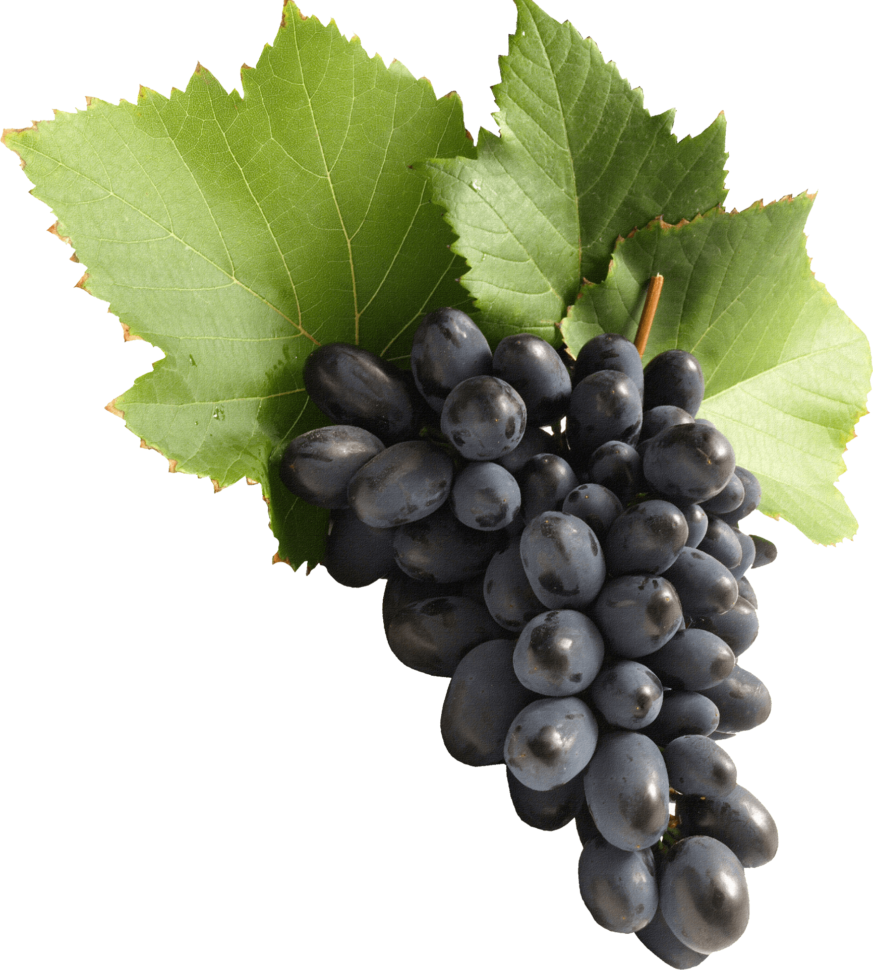 Grape Png Image Download Picture Transparent PNG Image