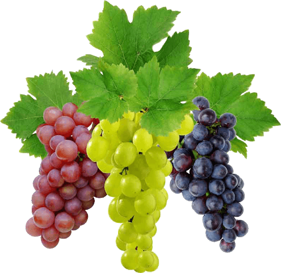 Grape Png Image Download Picture Transparent PNG Image