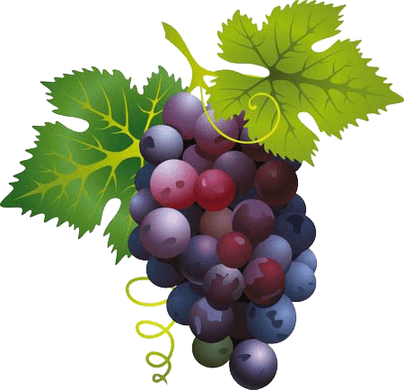 Grape Png Image Download Picture Transparent PNG Image