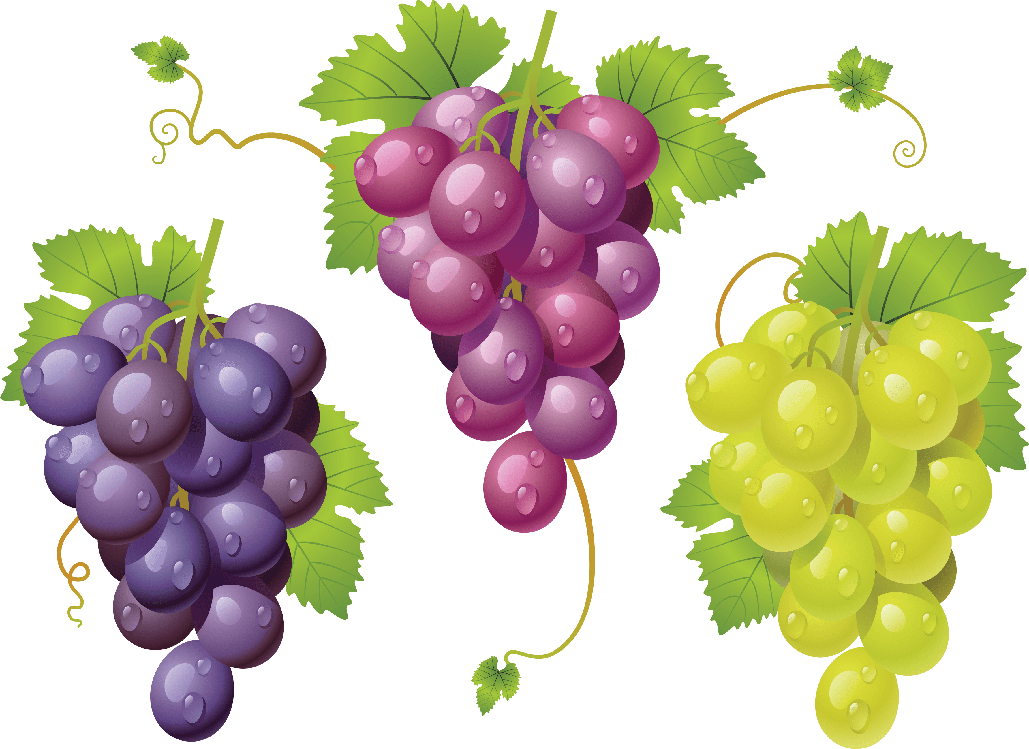 Grape Png Image Transparent PNG Image