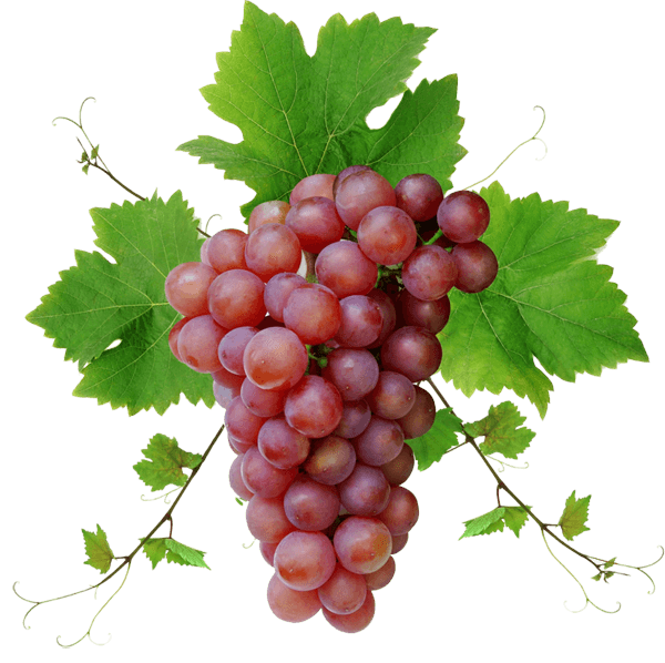 Grape Png Image Download Picture Transparent PNG Image