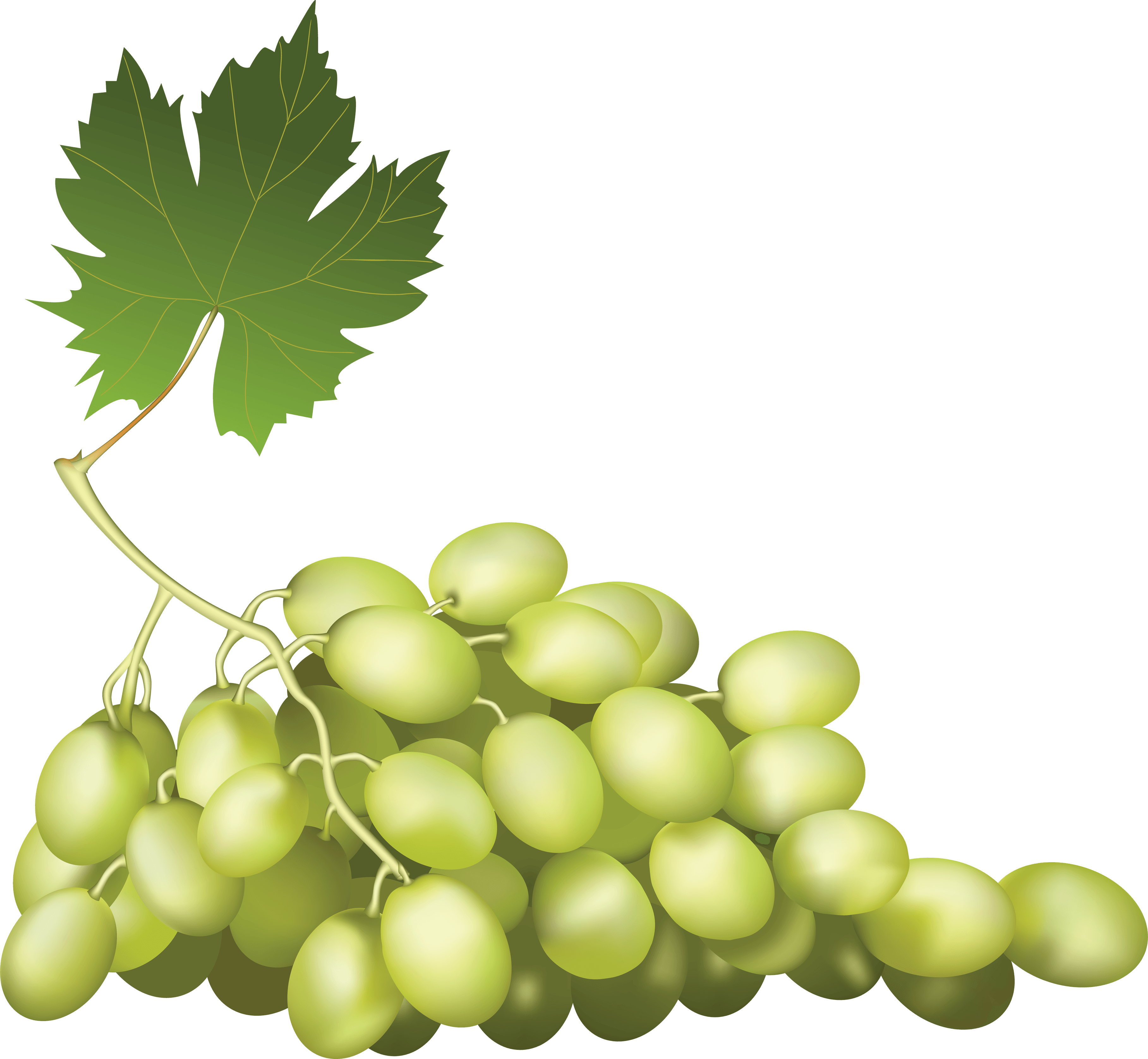 Grape Png Image Transparent PNG Image