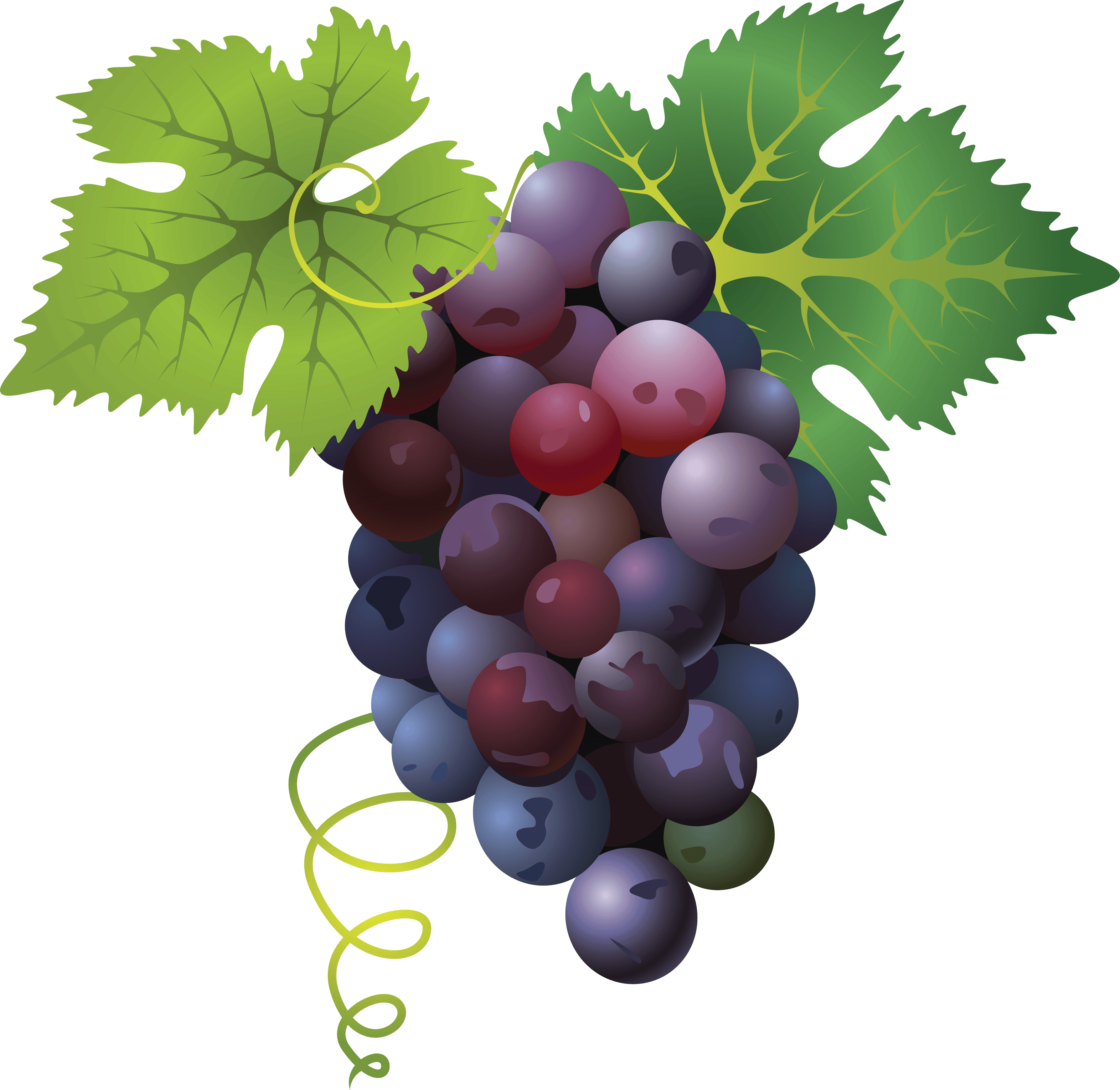 Grape Png Image Transparent PNG Image