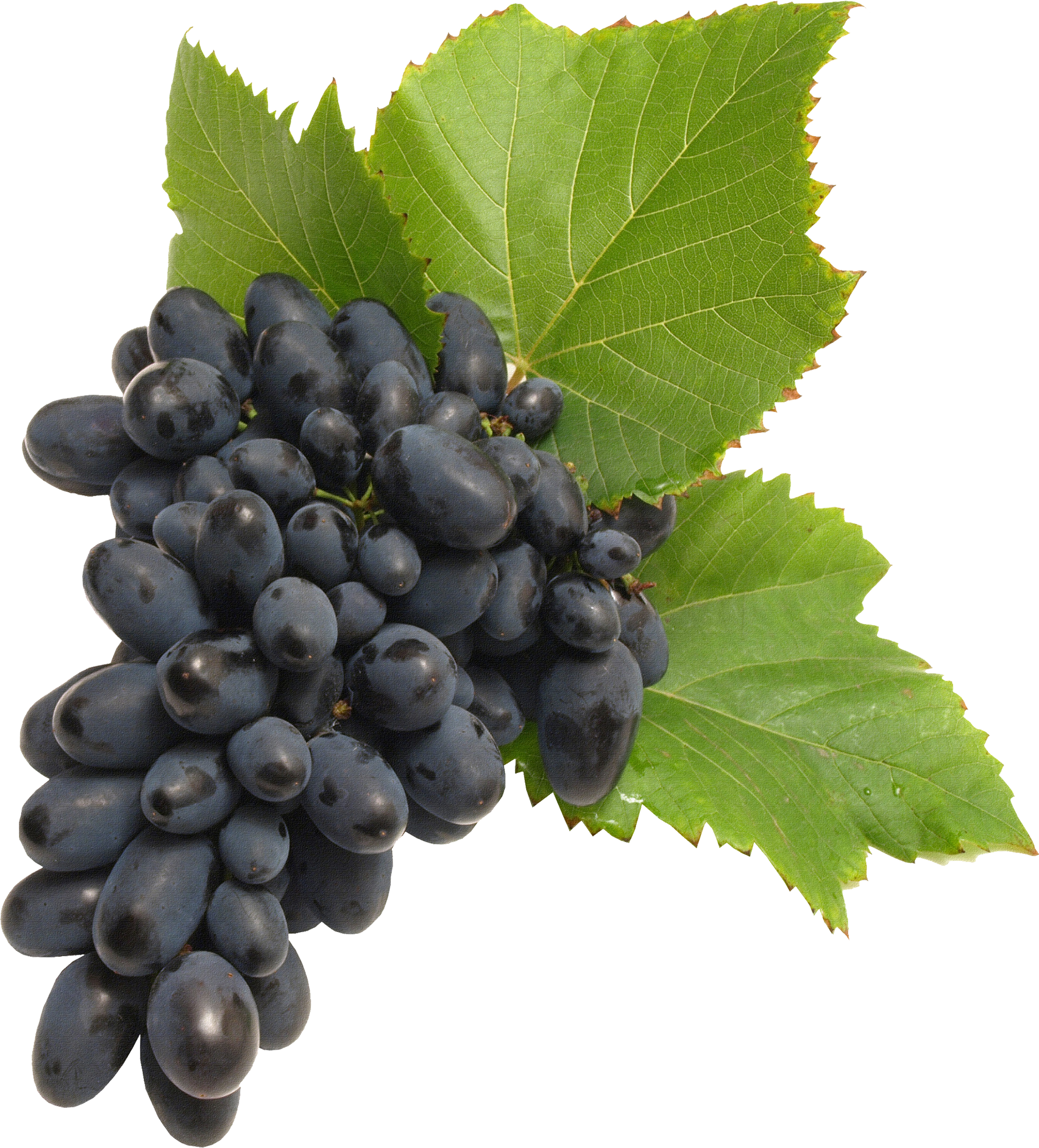 Black Grapes Long Bunch PNG Download Free Transparent PNG Image