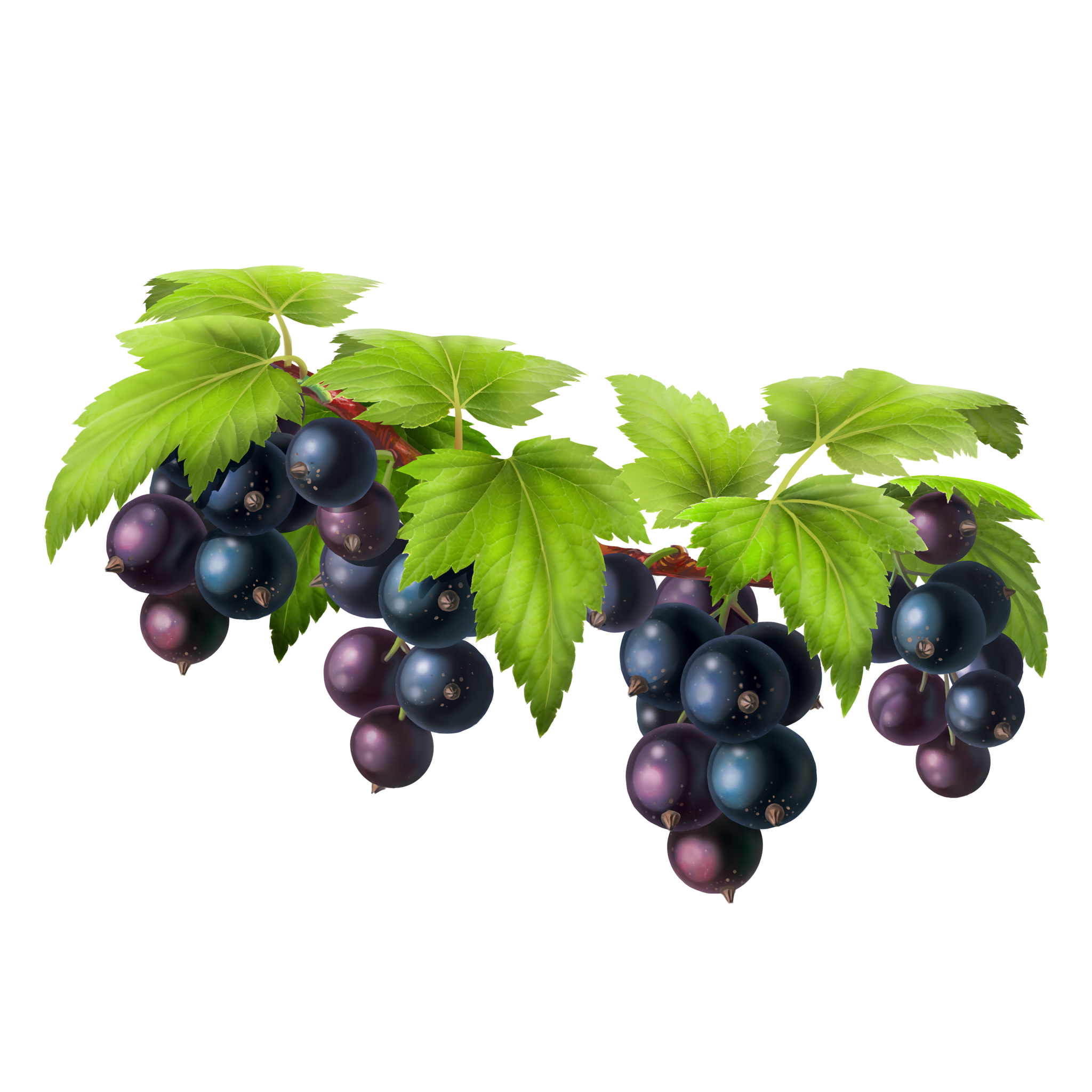 Vector Black Grapes Bunch Free Download PNG HQ Transparent PNG Image