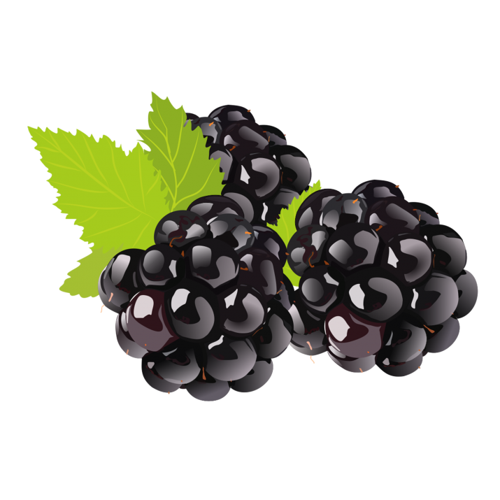 Vector Black Grapes Free Clipart HQ Transparent PNG Image