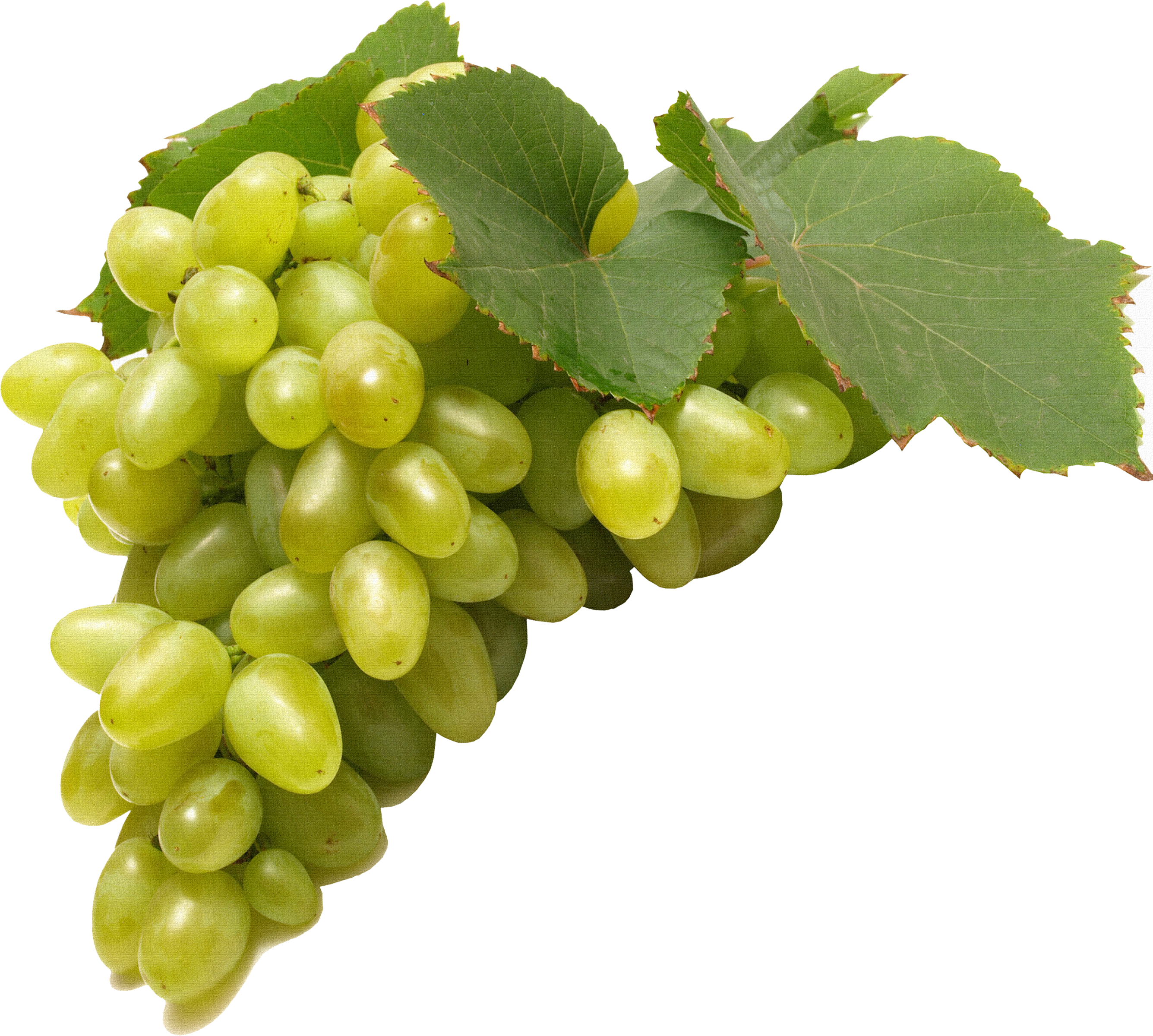 Green Juicy Grapes Free Clipart HQ Transparent PNG Image