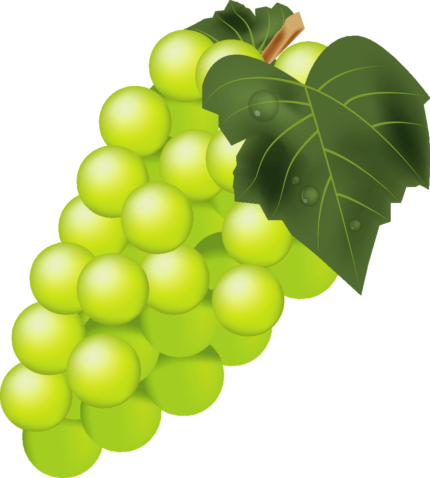 Vector Green Grapes Free Download PNG HD Transparent PNG Image