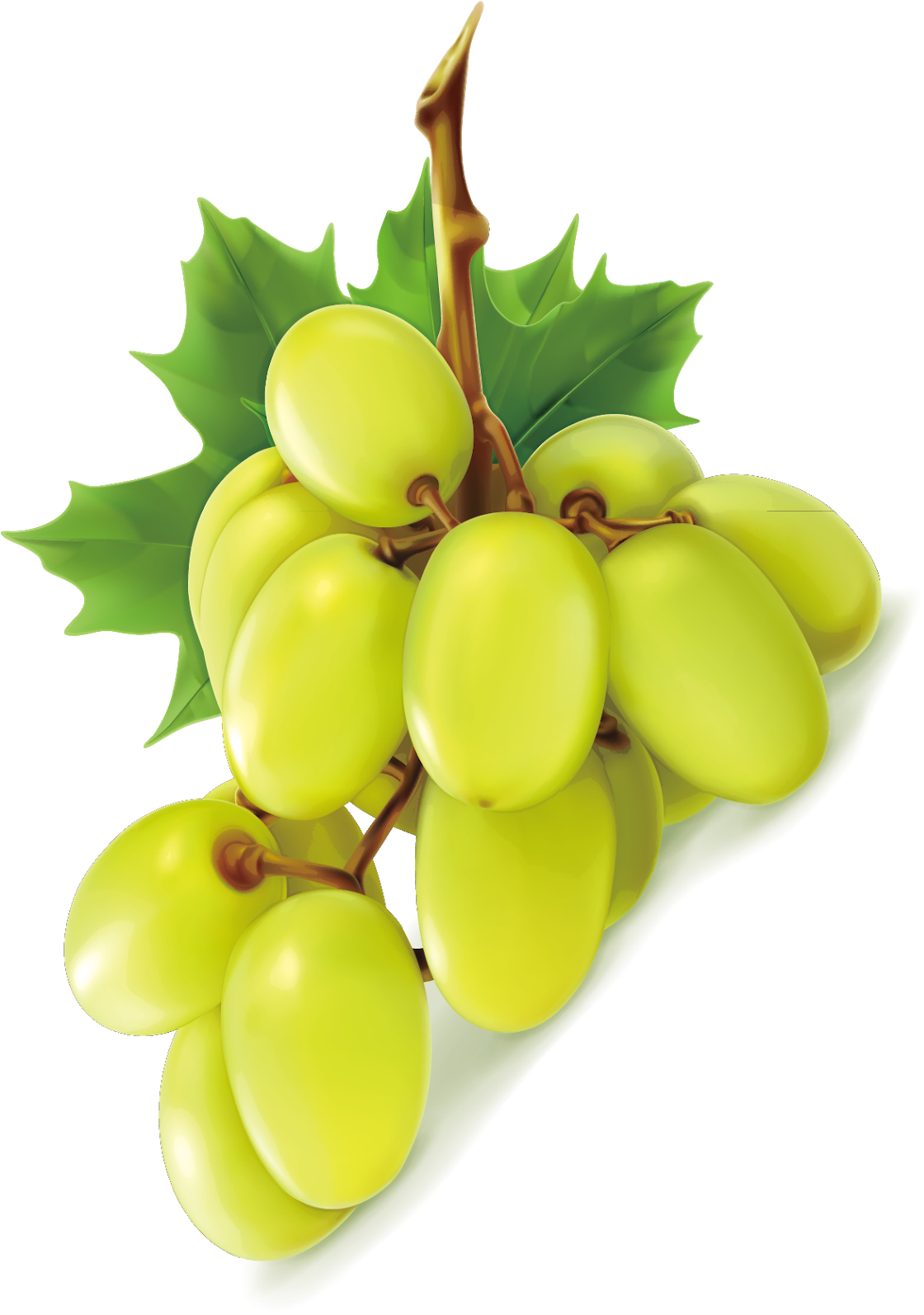 Photos Vector Green Grapes Free Download Image Transparent PNG Image