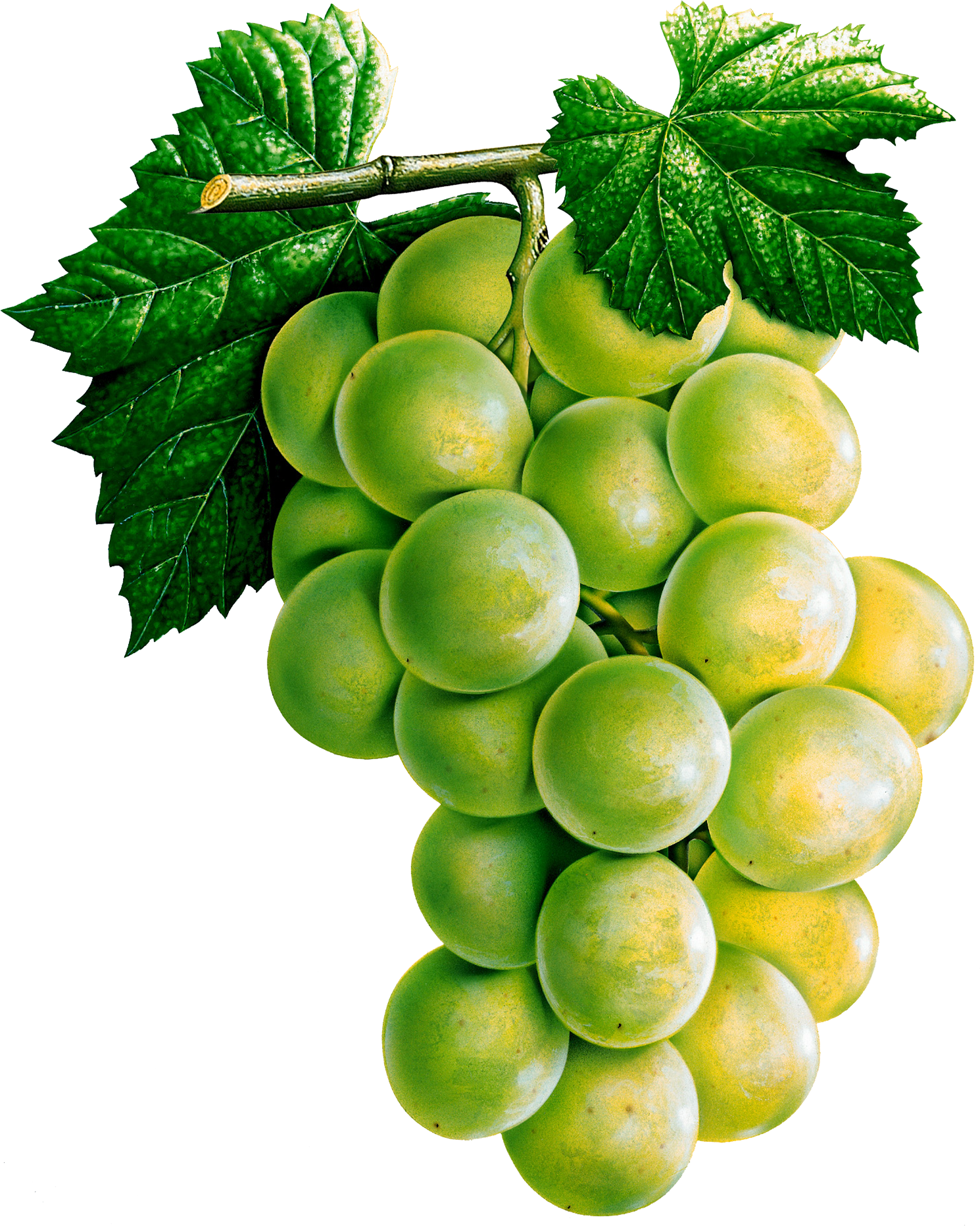 Vector Green Grapes HD Image Free Transparent PNG Image