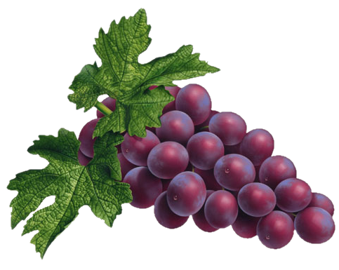 Red Grapes Transparent PNG Image