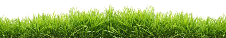 Grass Picture Transparent PNG Image