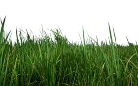 Grass Png Hd Transparent PNG Image