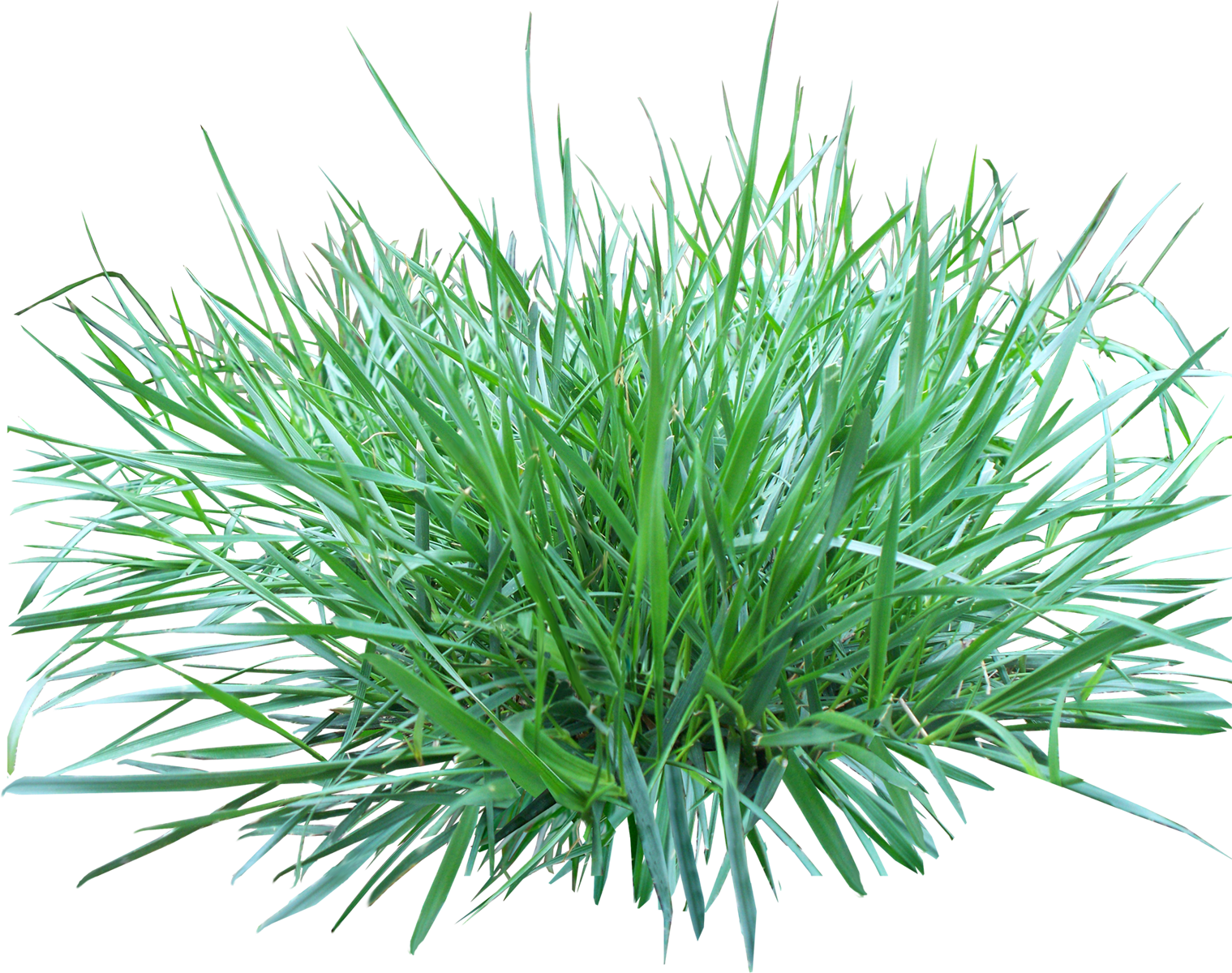 Grass Png Image Green Picture Transparent PNG Image