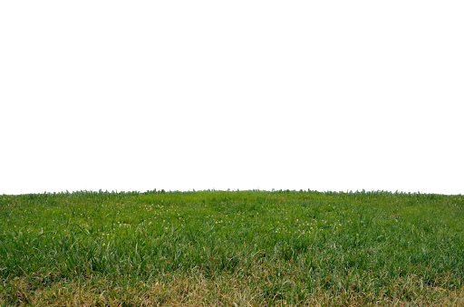 Field Grass Green Download HD Transparent PNG Image