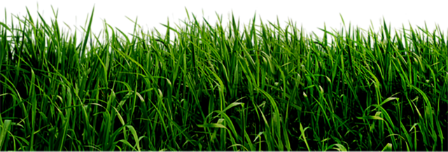 Field Grass Green Landscape PNG Free Photo Transparent PNG Image