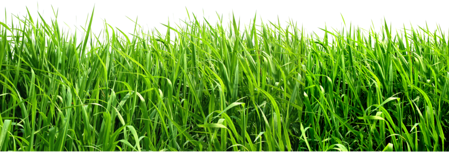 Field Grass Green Landscape Free Photo Transparent PNG Image