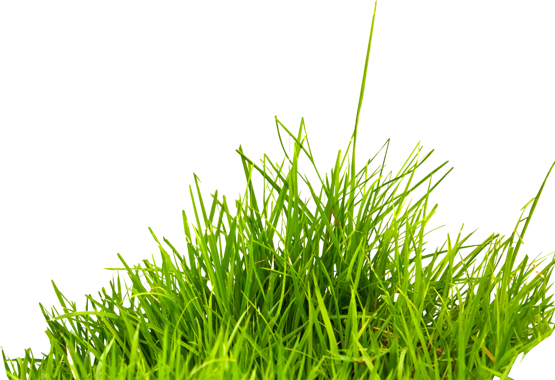 Grass Free Clipart HQ Transparent PNG Image