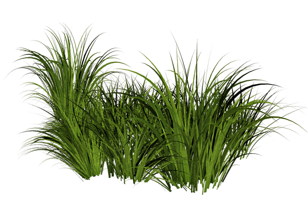 Grass Pic HD Image Free Transparent PNG Image