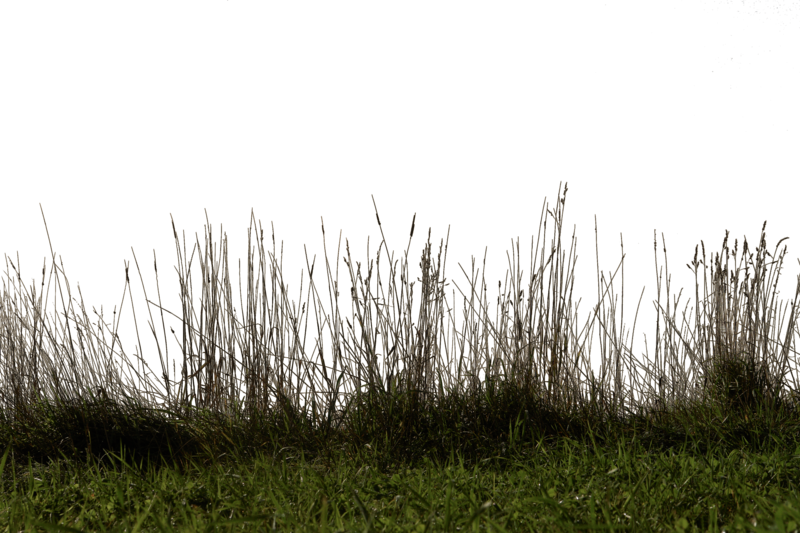 Grass Free Download PNG HD Transparent PNG Image