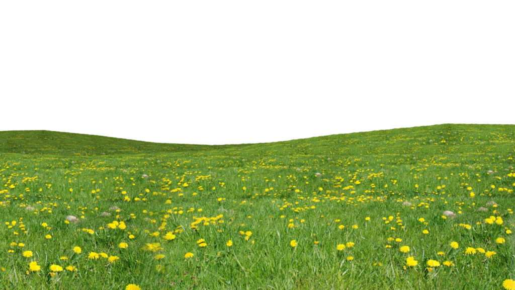 Grass Green Download Free Image Transparent PNG Image