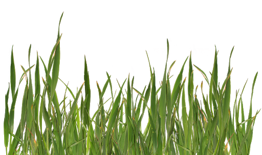 Grass Natural Free Download PNG HQ Transparent PNG Image