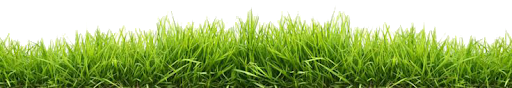 Grass Natural Free Download PNG HQ Transparent PNG Image