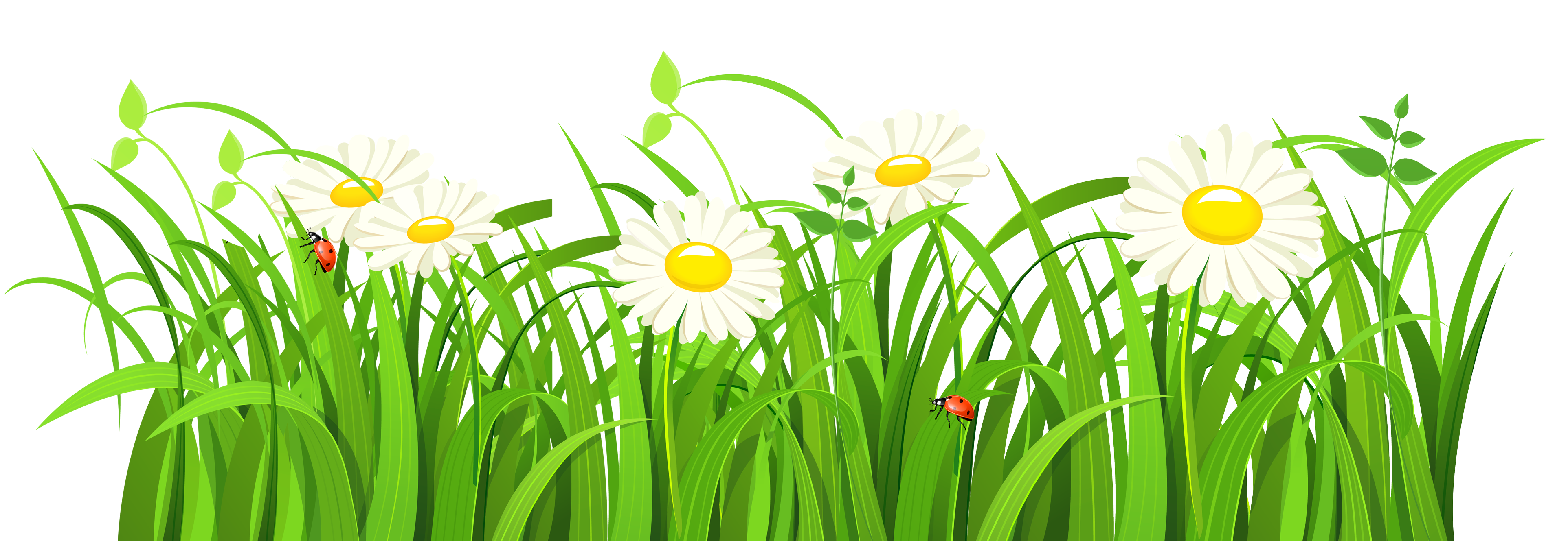 Vector Grass Natural Download HD Transparent PNG Image