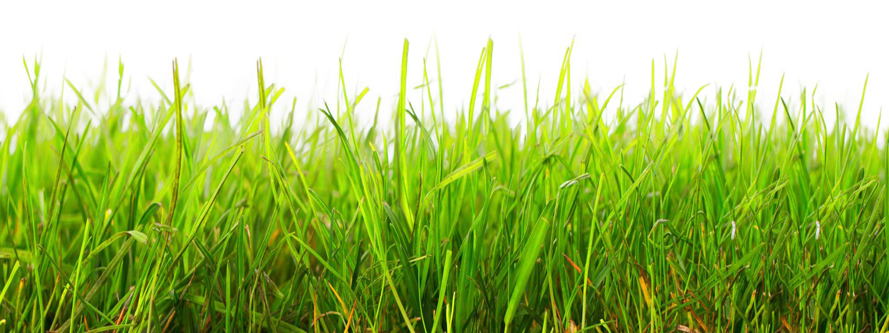 Vector Photos Grass Natural Free Download Image Transparent PNG Image