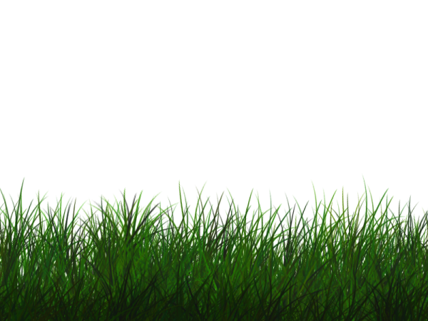 Vector Grass Natural Free Download PNG HD Transparent PNG Image