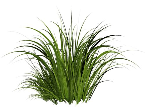 Grass Png Image Green Picture Transparent PNG Image