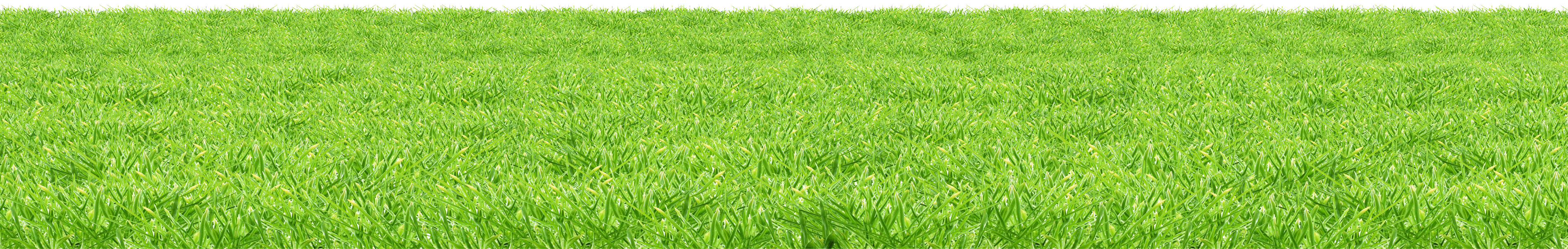 Grass Png Image Green Grass Png Picture Transparent PNG Image