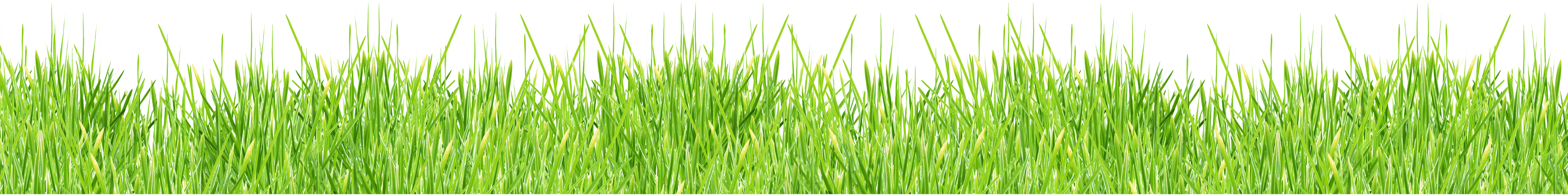 Grass Png Image Green Picture Transparent PNG Image