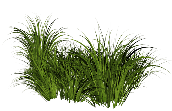 Grass Png Image Green Grass Png Picture Transparent PNG Image