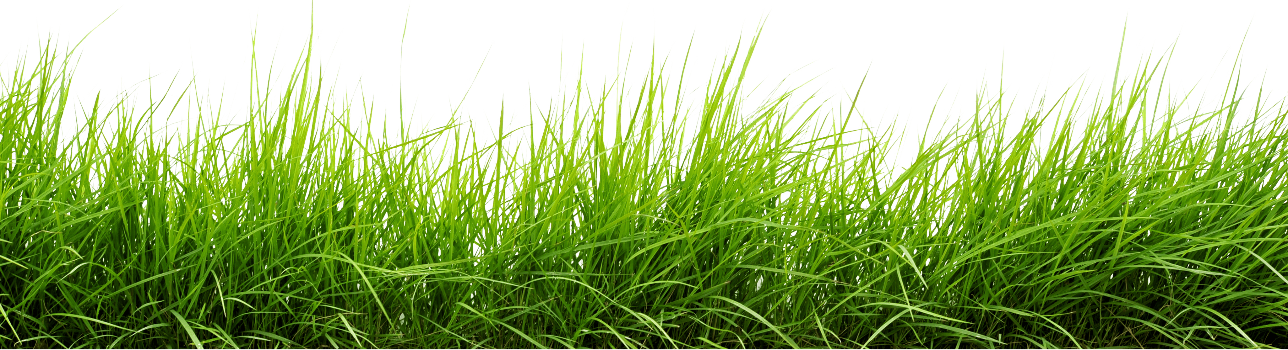 Grass Png Image Green Picture Transparent PNG Image