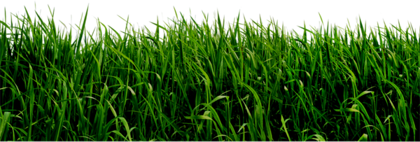 Grass Png Picture Transparent PNG Image