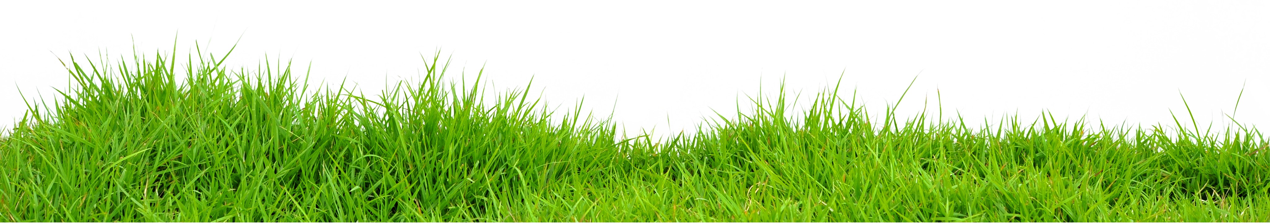 Grass Png Images Transparent PNG Image