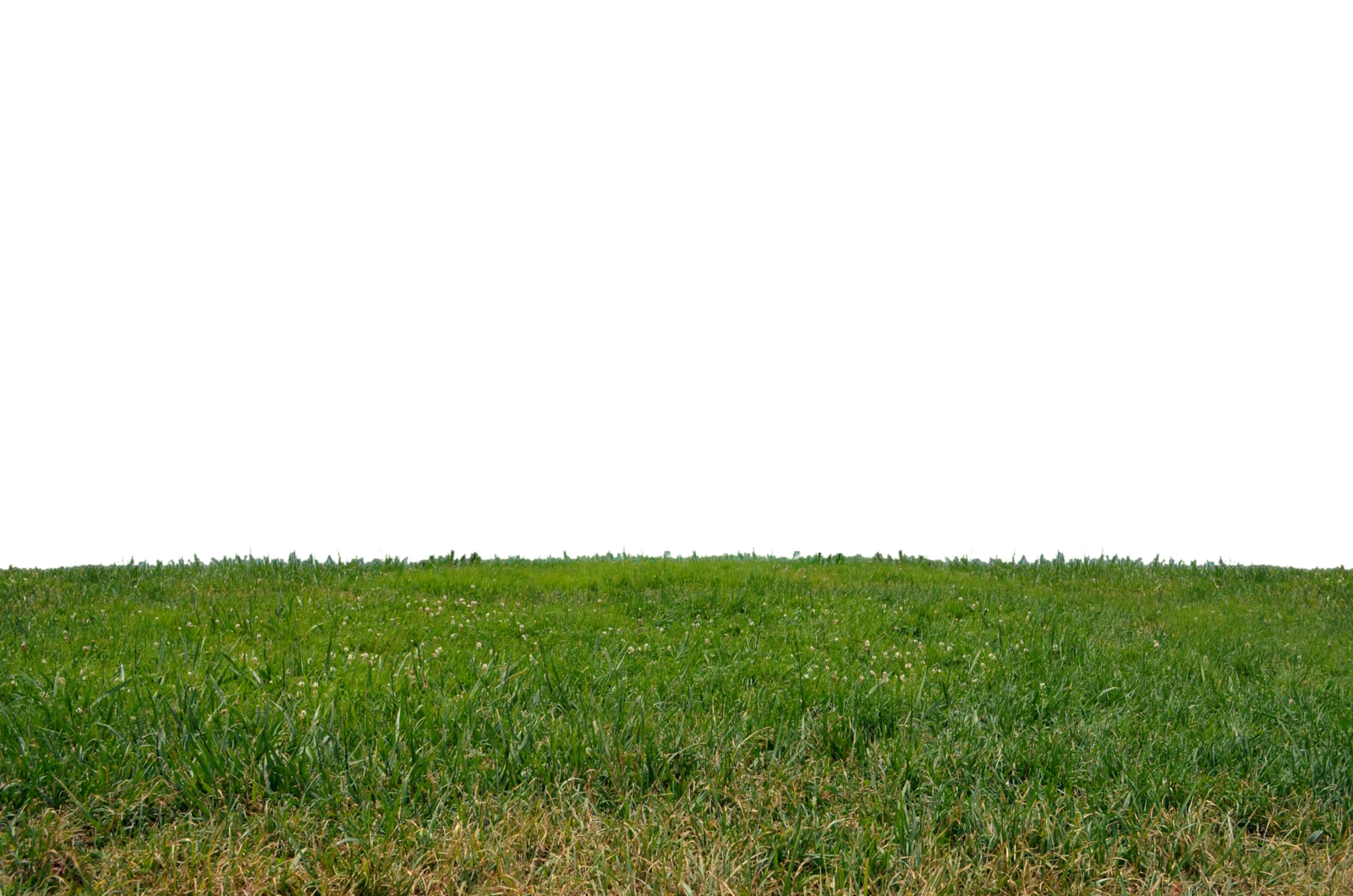 Grass Png Clipart Transparent PNG Image