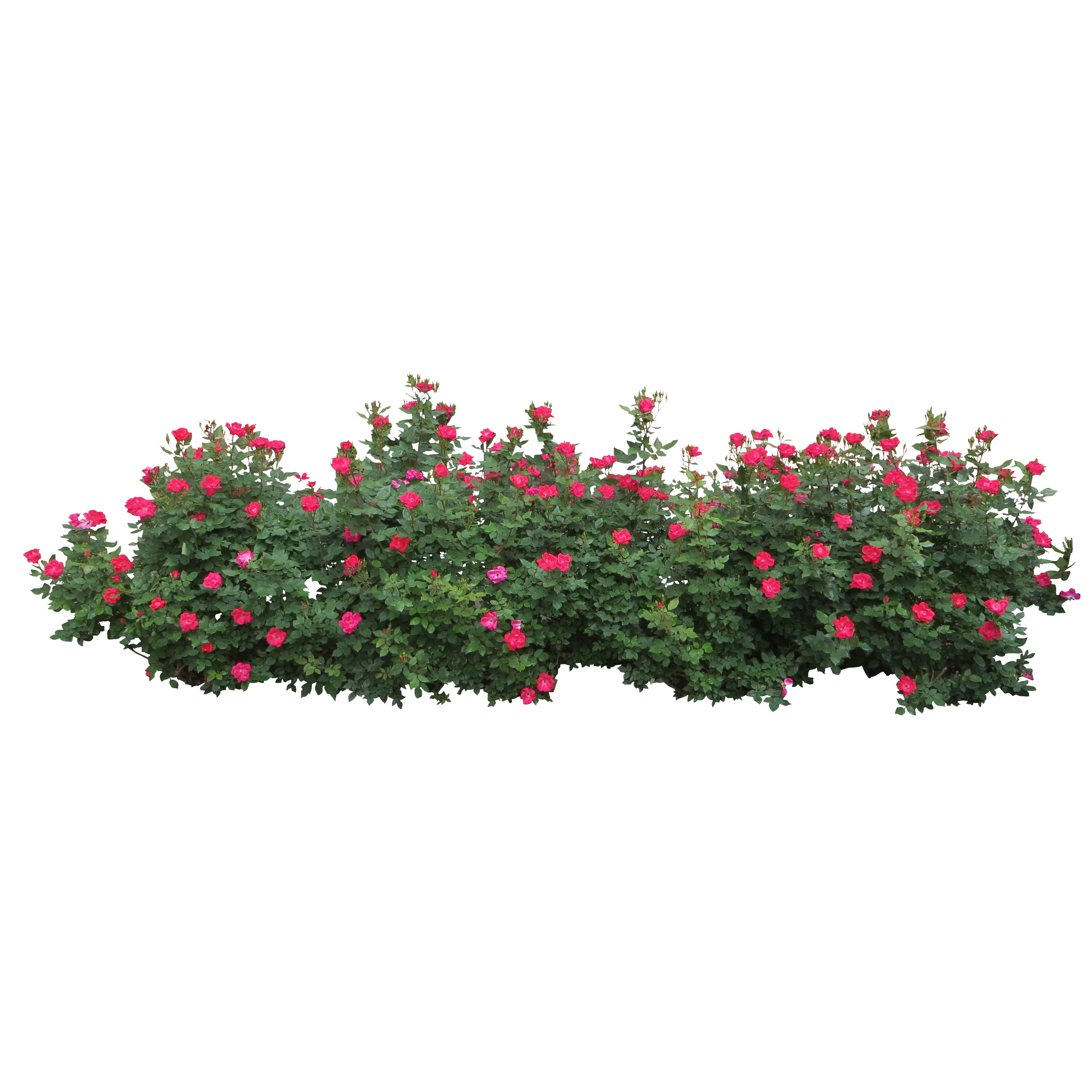 Pink Plant Shrub Tree Roses Centifolia Transparent PNG Image