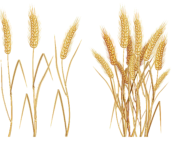 Avena Einkorn Common Cereal Wheat Ear Transparent PNG Image