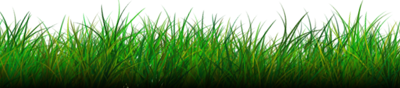 Grass Png Image Transparent PNG Image