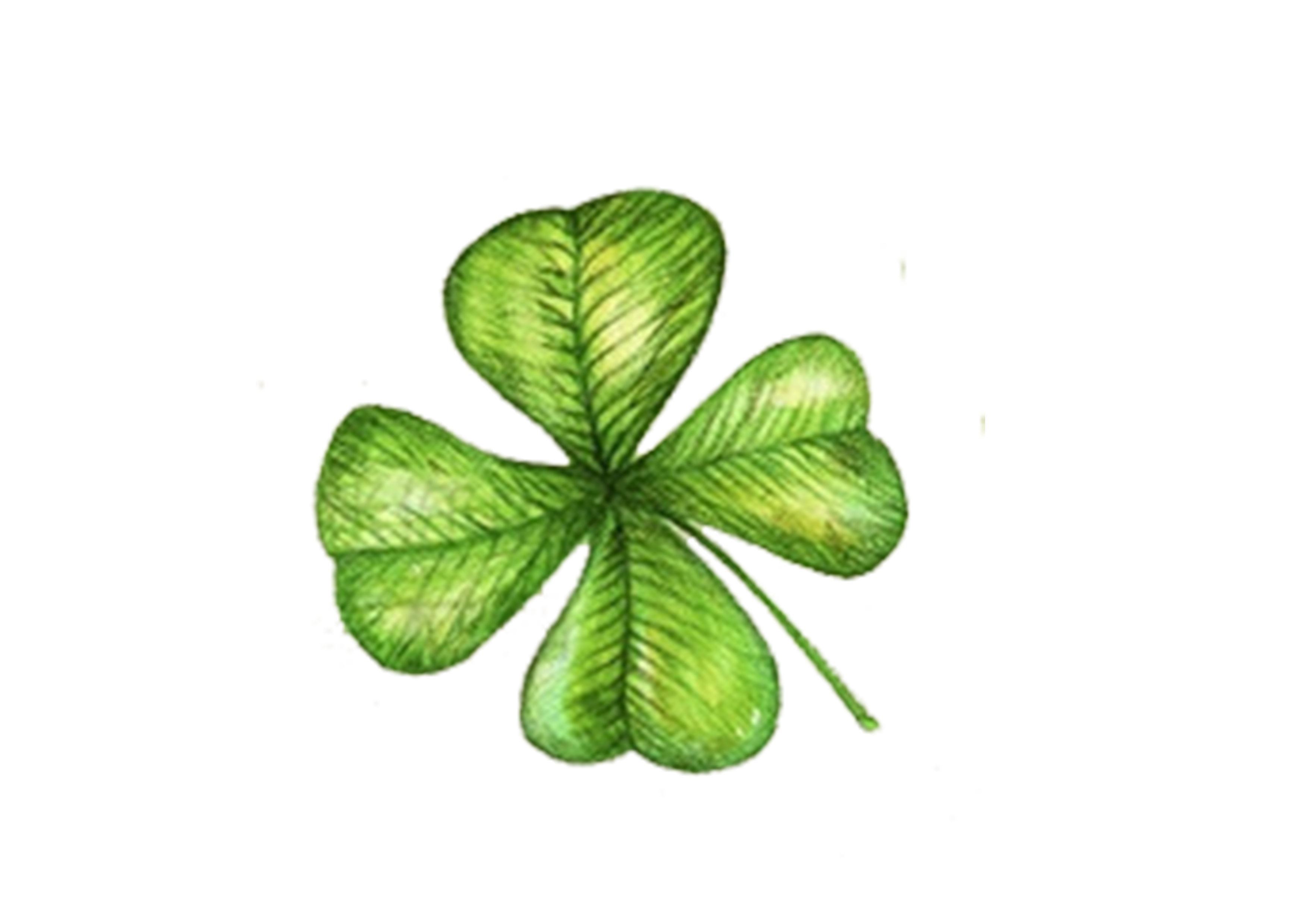 Shamrock Clover Leaf Fourleaf PNG Image High Quality Transparent PNG Image