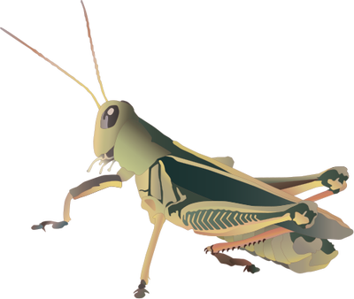 Grasshopper Picture Transparent PNG Image