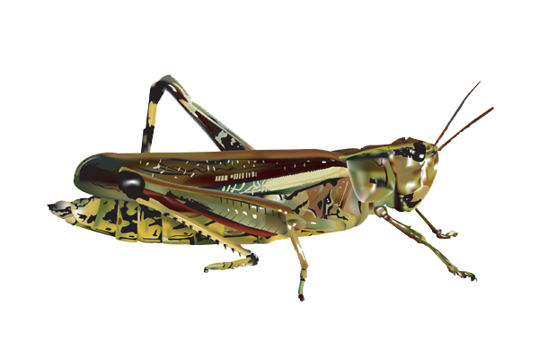 Grasshopper Image Transparent PNG Image