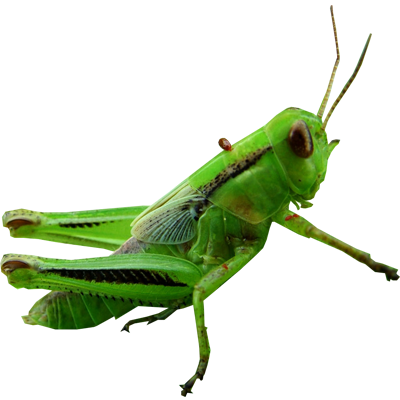 Grasshopper Transparent Transparent PNG Image