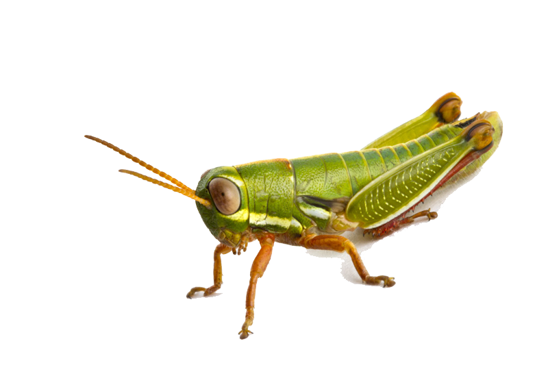 Grasshopper Photo Transparent PNG Image