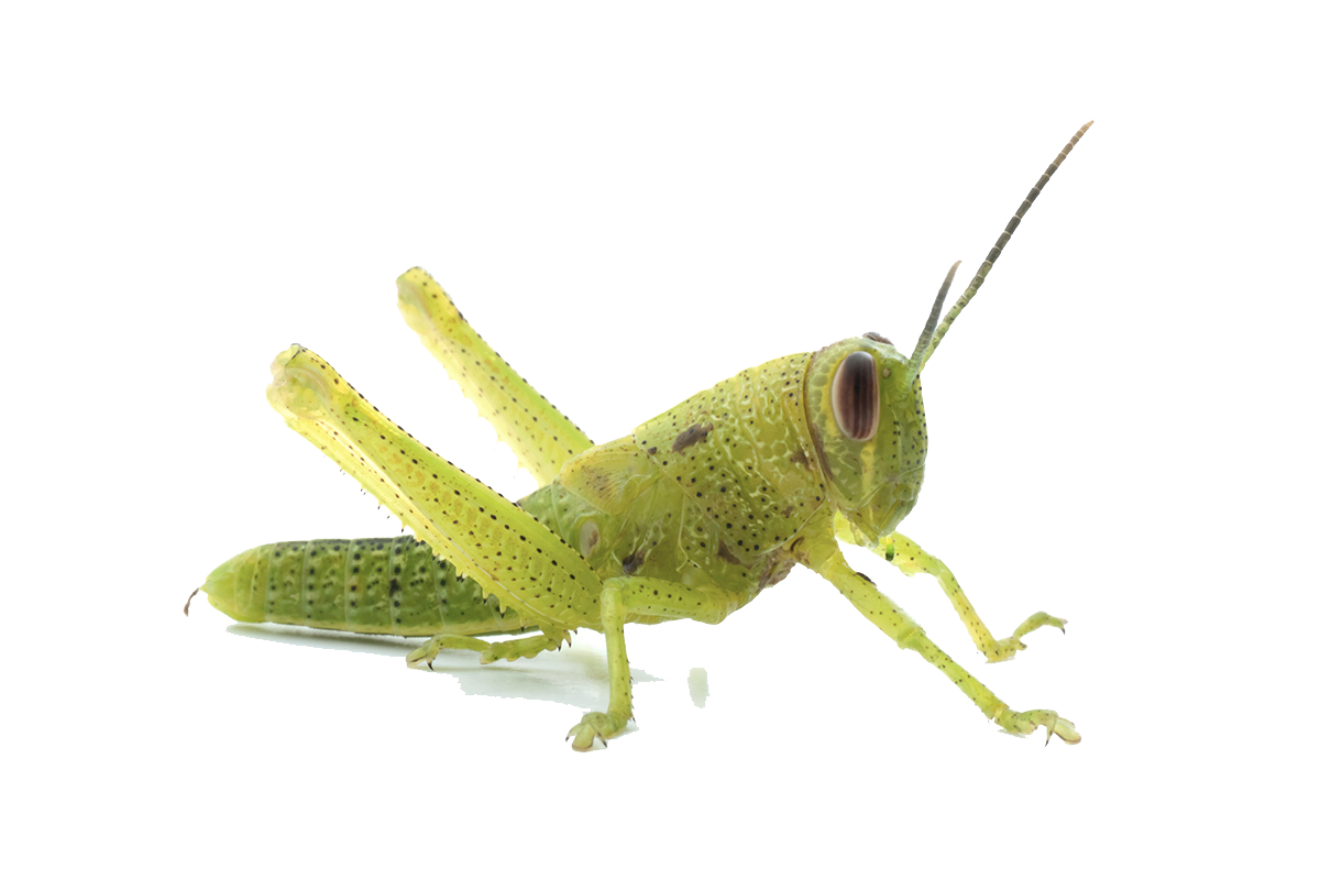 Grasshopper Transparent Image Transparent PNG Image