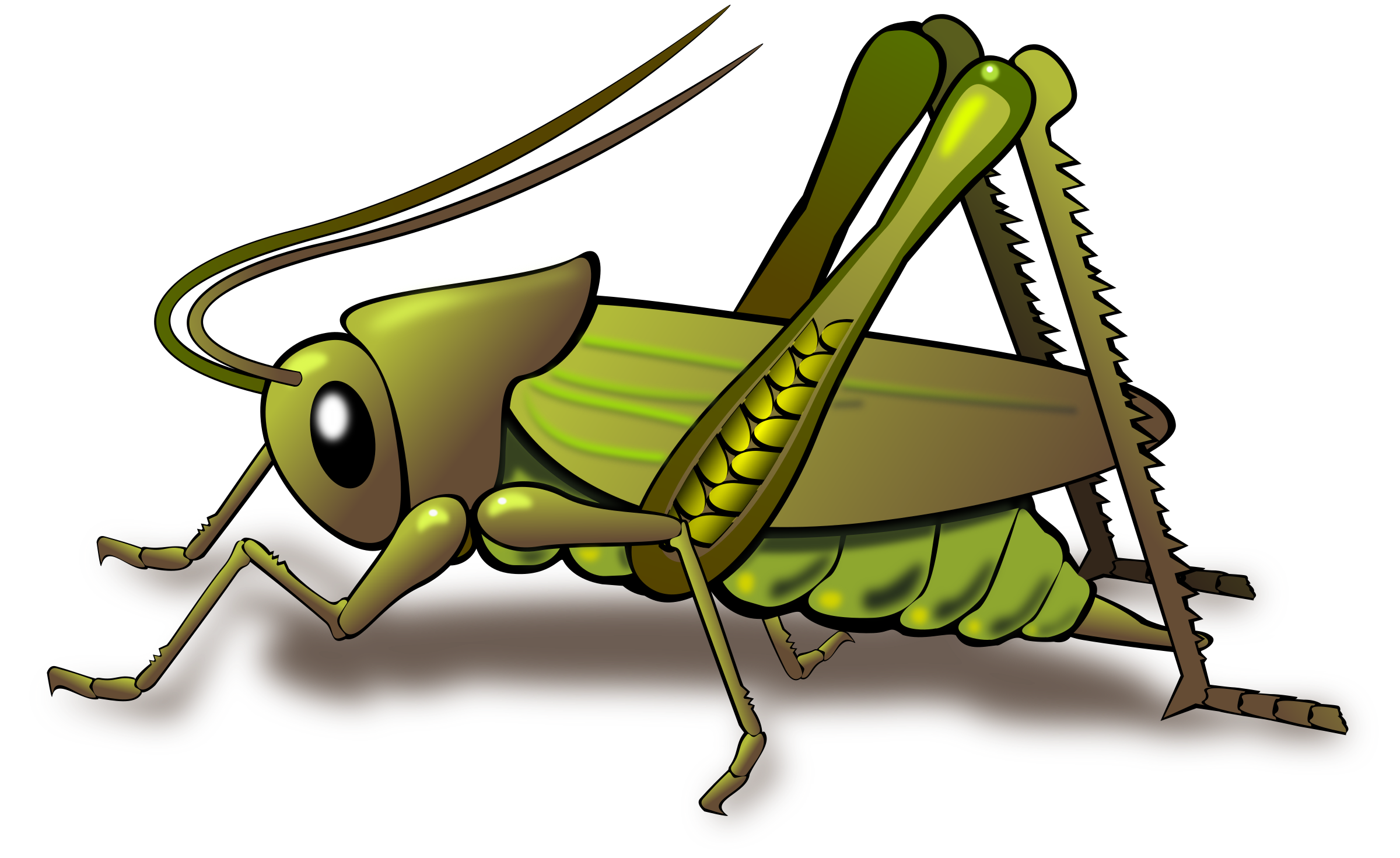 Grasshopper Photos Transparent PNG Image