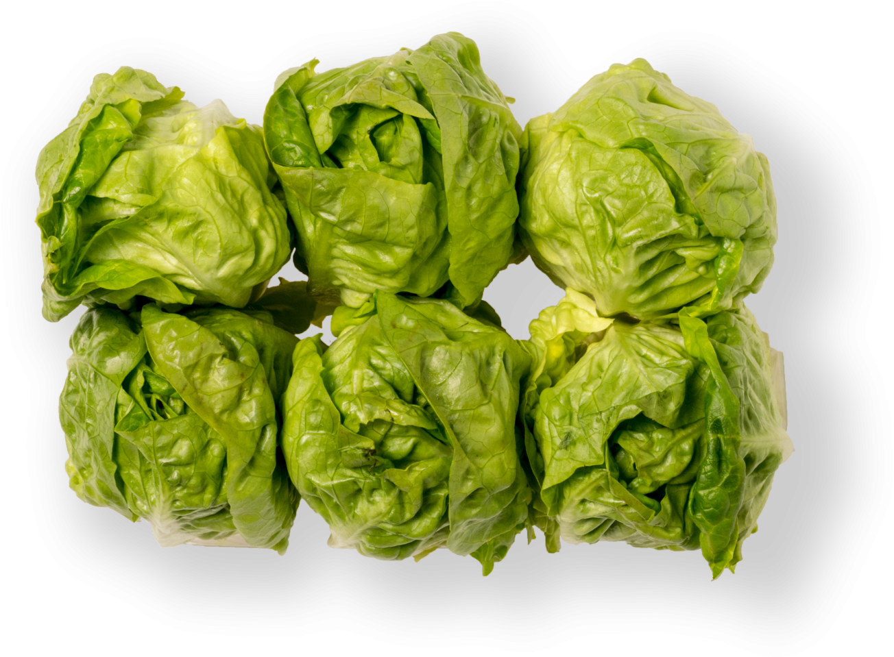 Sprouts Brussels Free Download PNG HD Transparent PNG Image